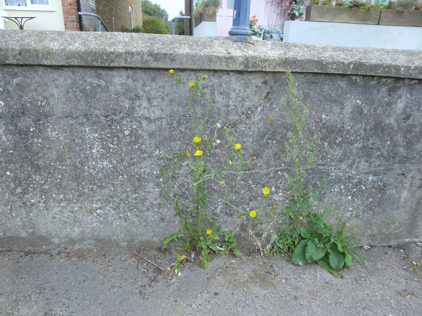 Helminthotheca echioides on a pavement in Whitstable, Kent, England. Photo credit: Alex Lockton.